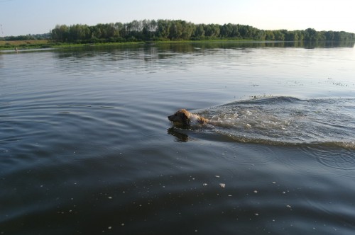 Высокоскоростная собака в реке