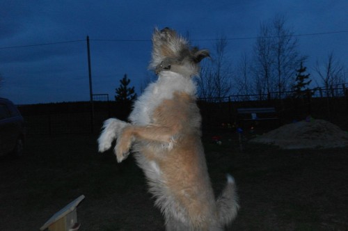 dancing_dog